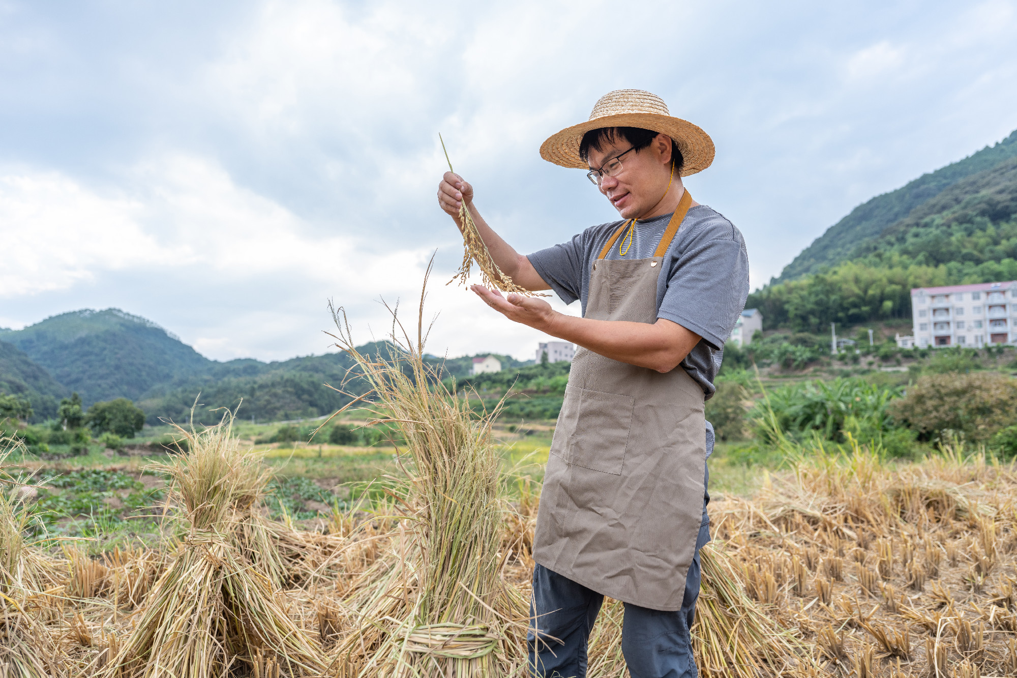 A male farmer, in a hat and glasses, examining rice crops in a rice field in China.