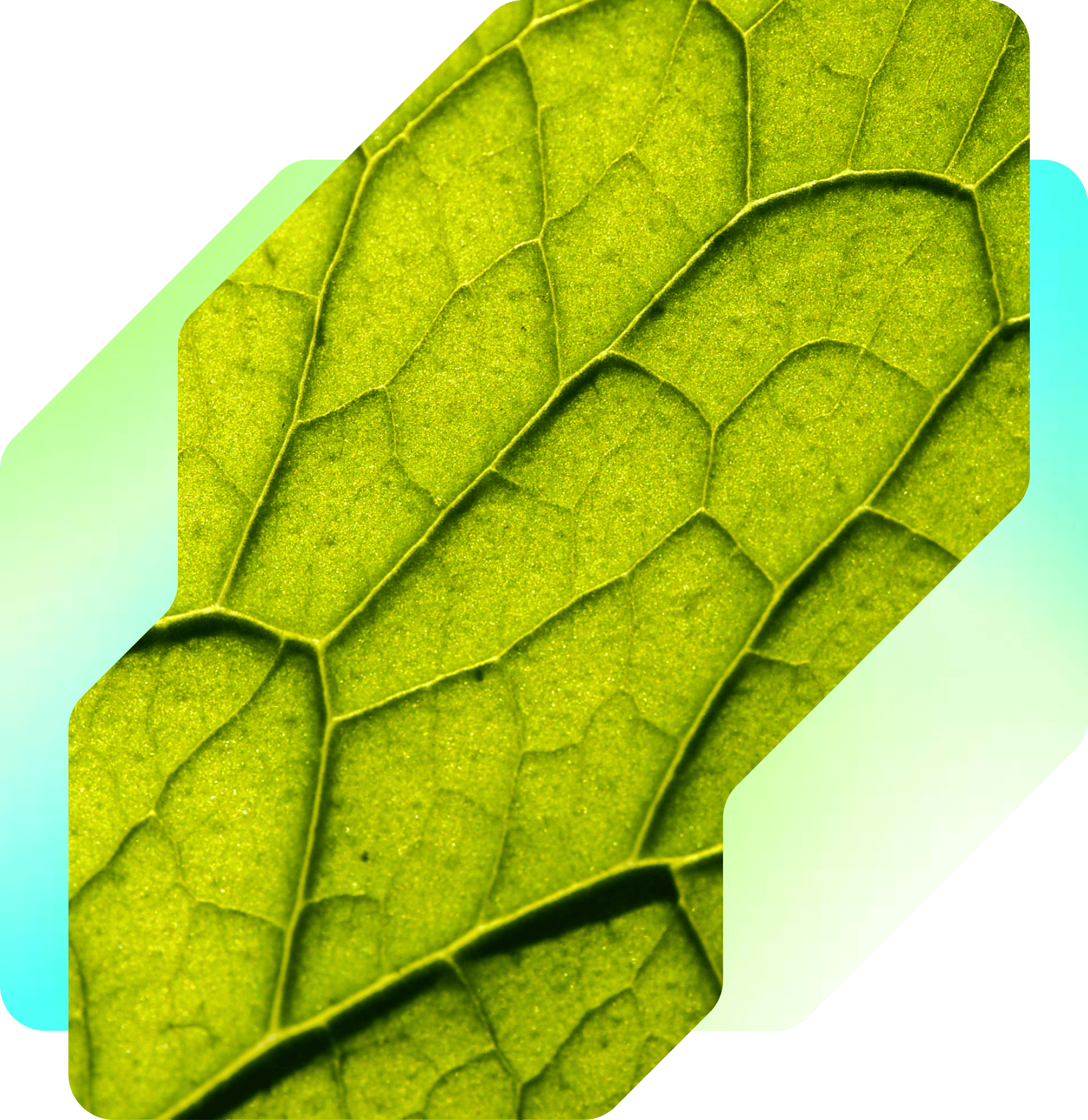 Graphic of Leaf