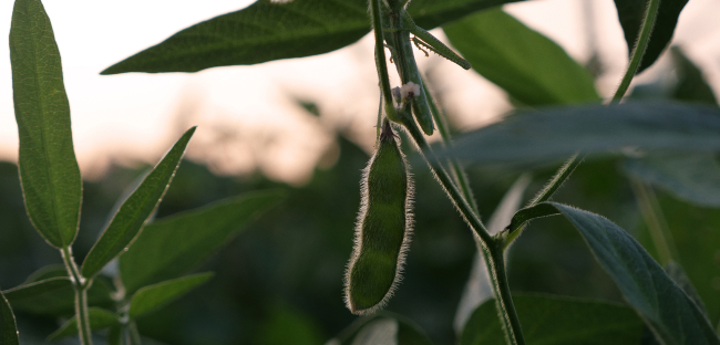 Close-up of a soybean plant with pods growing on the stem in a field.