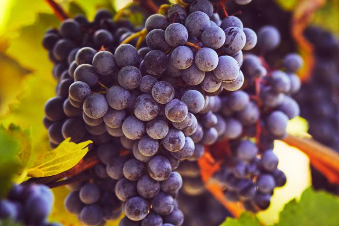 Healthy grapes, with crop protection