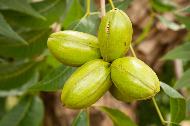 Healthy tree nut, with crop protection