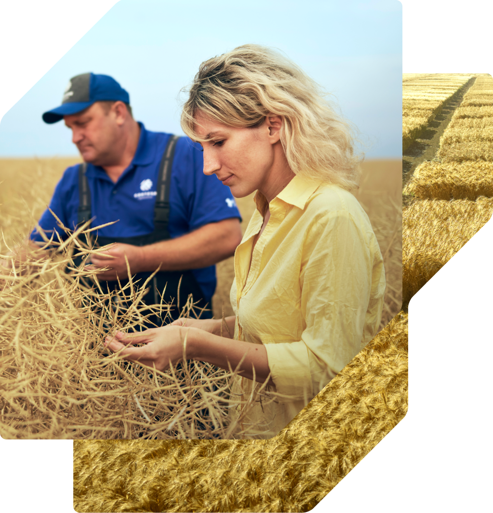A woman in a yellow shirt and a man in a blue polo and cap examine dry, golden crops in a field.