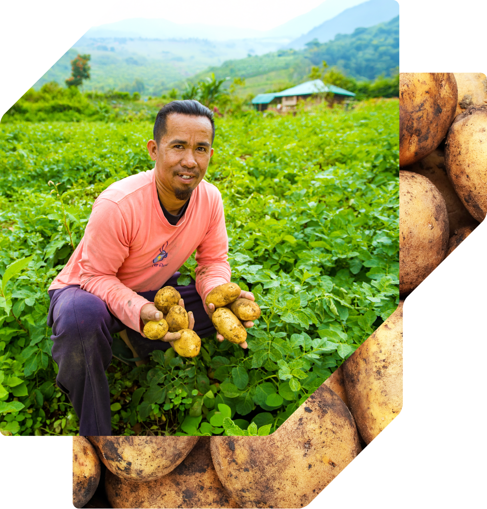 A man in a pink long-sleeved shirt kneels in a lush potato field, smiling as he holds several freshly harvested potatoes in his hands.