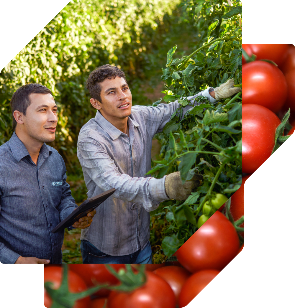 Two men inspecting tomato plants; one holds a tablet while the other, wearing work gloves, reaches for a vine.