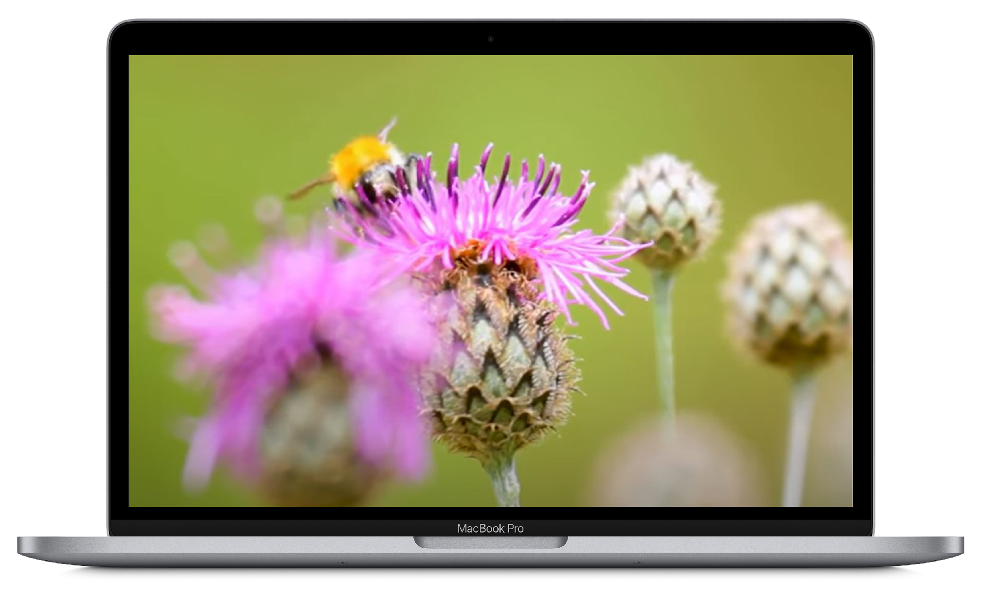 Laptop screen displaying a close-up image of a bee collecting nectar from a purple thistle flower.