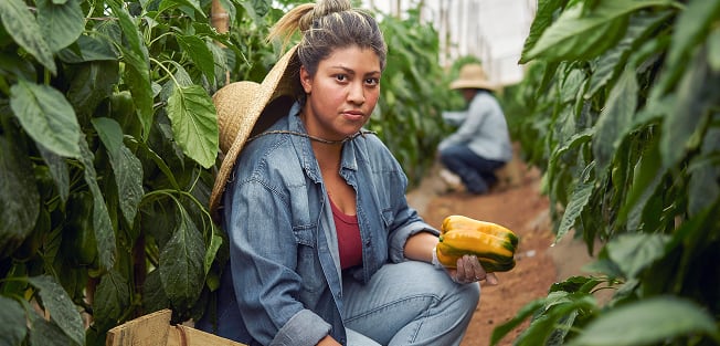 Female farmer harvesting yellow bell peppers in a greenhouse, wearing a denim shirt and straw hat.