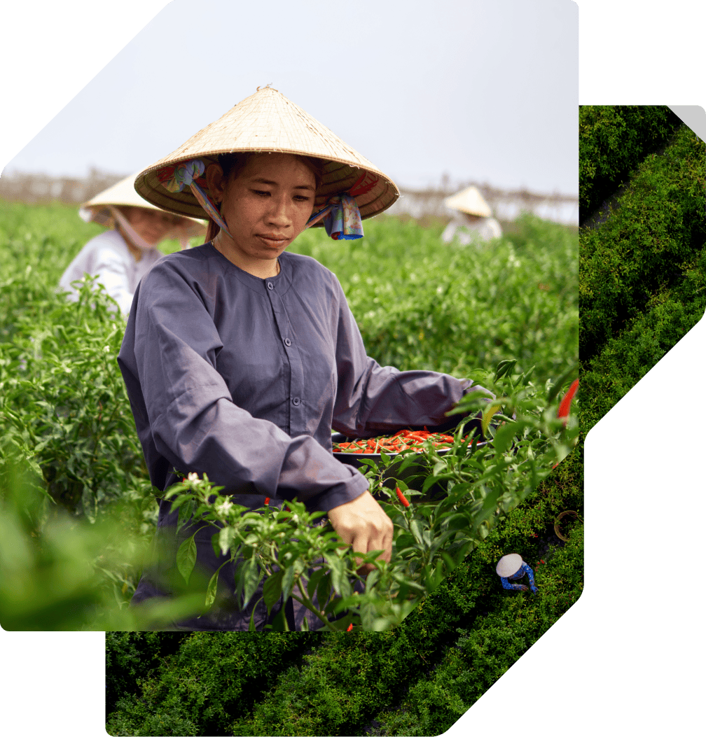 Farmer wearing a traditional conical hat harvesting red chili peppers in a green field, with other workers blurred in the background.
