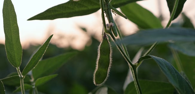 Close-up of a soybean plant with pods growing on the stem in a field.