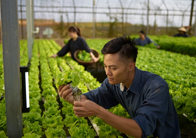 Man examining the roots of a lettuce plant in a greenhouse, with other workers tending to rows of leafy greens in the background.
