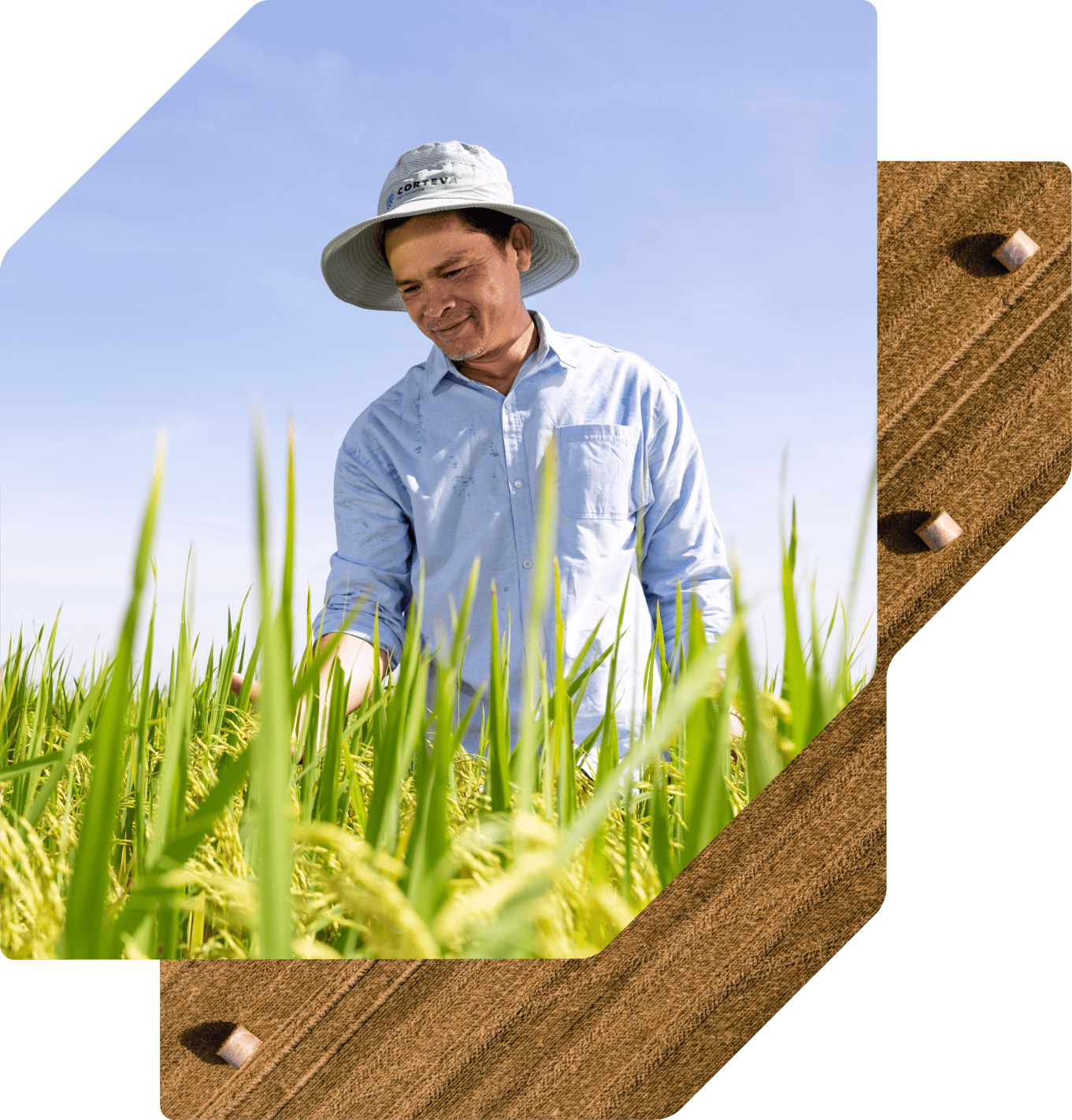 A man in a light blue shirt and a Corteva-branded sun hat smiles as he inspects a lush, green rice field under a clear blue sky.