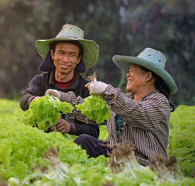 Two smiling farmers harvesting fresh lettuce in a field, wearing wide-brimmed hats and gloves.