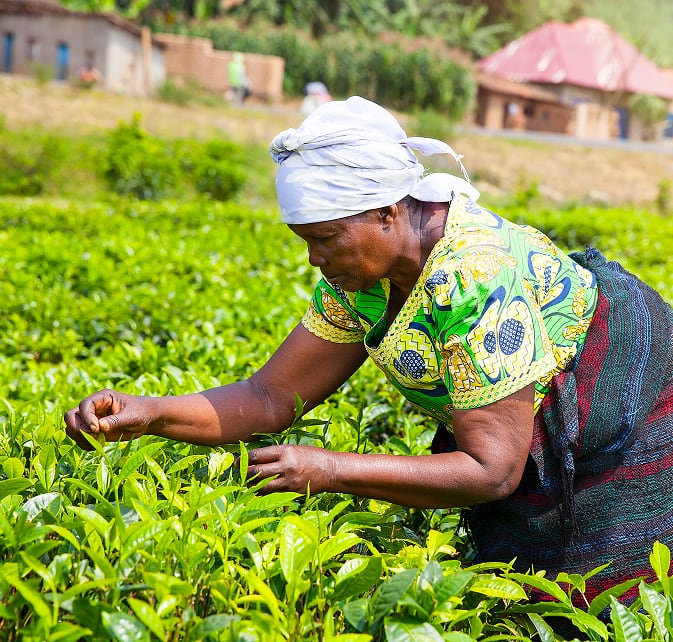 Female farmer in colorful clothing and headscarf harvesting tea leaves in a lush green.