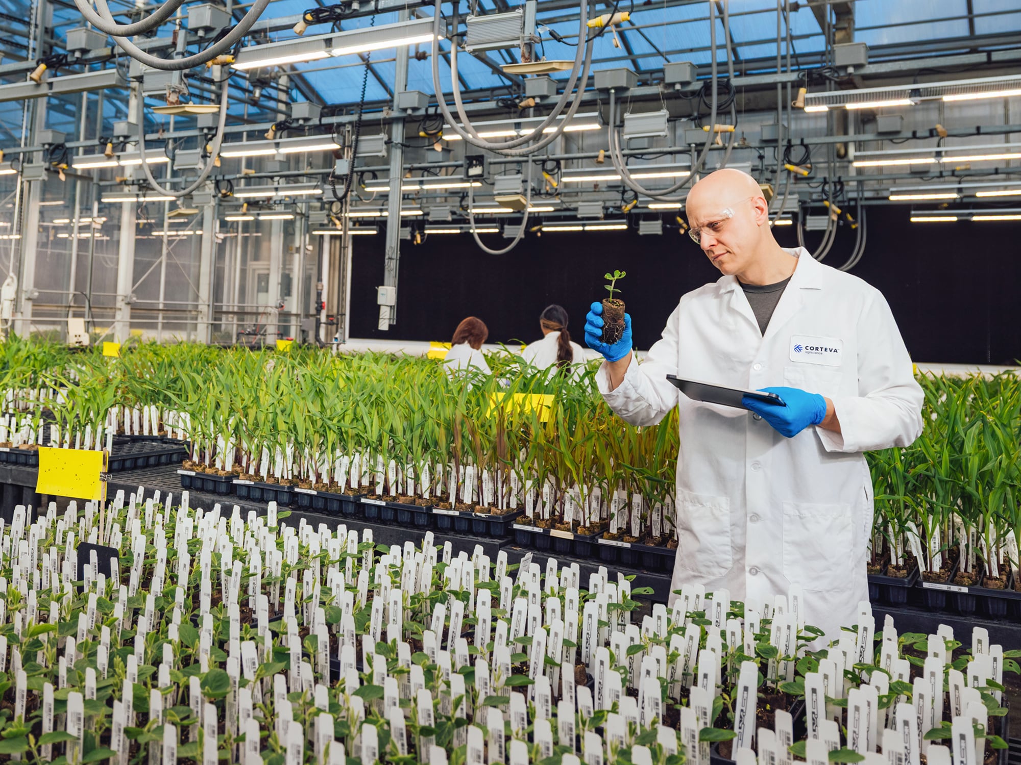 A male scientist in a white lab coat and blue gloves inspects a small plant seedling while holding a tablet in a large, brightly lit research greenhouse.