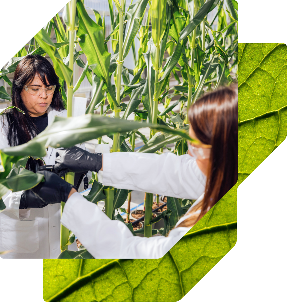 Two scientists in white lab coats and black gloves inspect tall green corn plants in an indoor agricultural research facility.