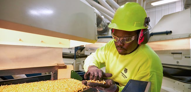 Worker in safety gear inspecting corn kernels on a processing line in an agricultural facility.