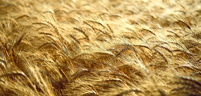Close-up view of a golden wheat field swaying in the wind.
