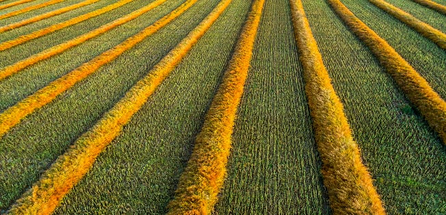 Aerial view of an agricultural field with neatly arranged rows of harvested and unharvested crops.