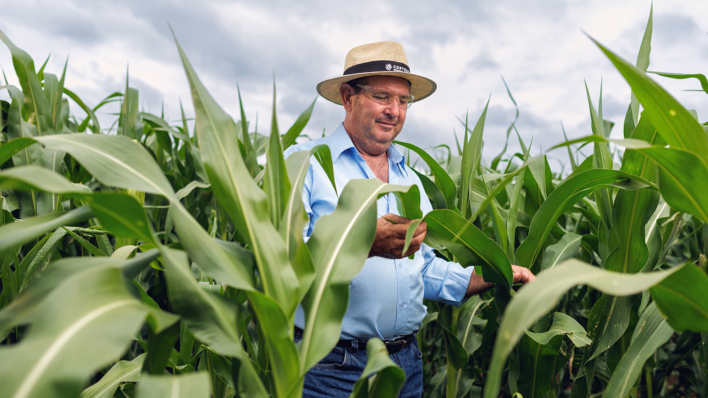 A man in a light blue shirt and straw hat stands in a lush green cornfield, carefully examining the leaves of a tall corn plant.