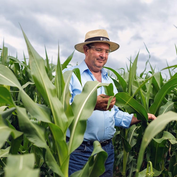 A man in a light blue shirt and straw hat stands in a lush green cornfield, carefully examining the leaves of a tall corn plant.