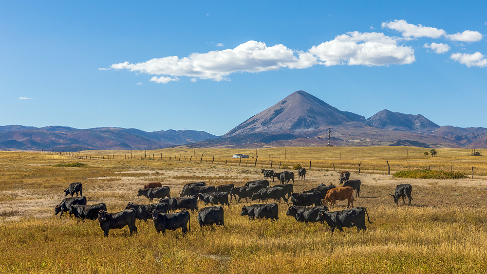 A herd of black cattle grazes in a wide, golden field with a prominent, cone-shaped mountain and clear blue sky in the background.