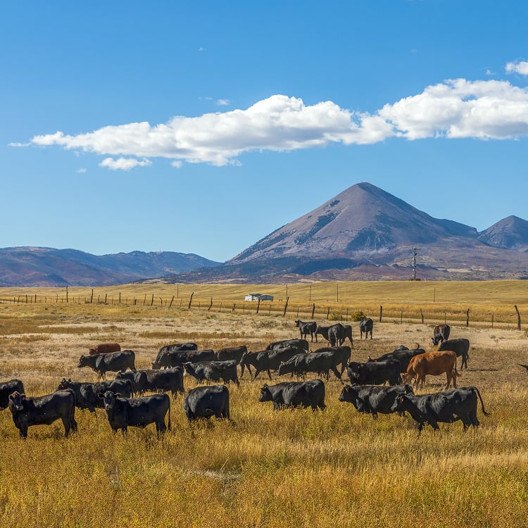 A herd of black cattle grazes in a wide, golden field with a prominent, cone-shaped mountain and clear blue sky in the background.