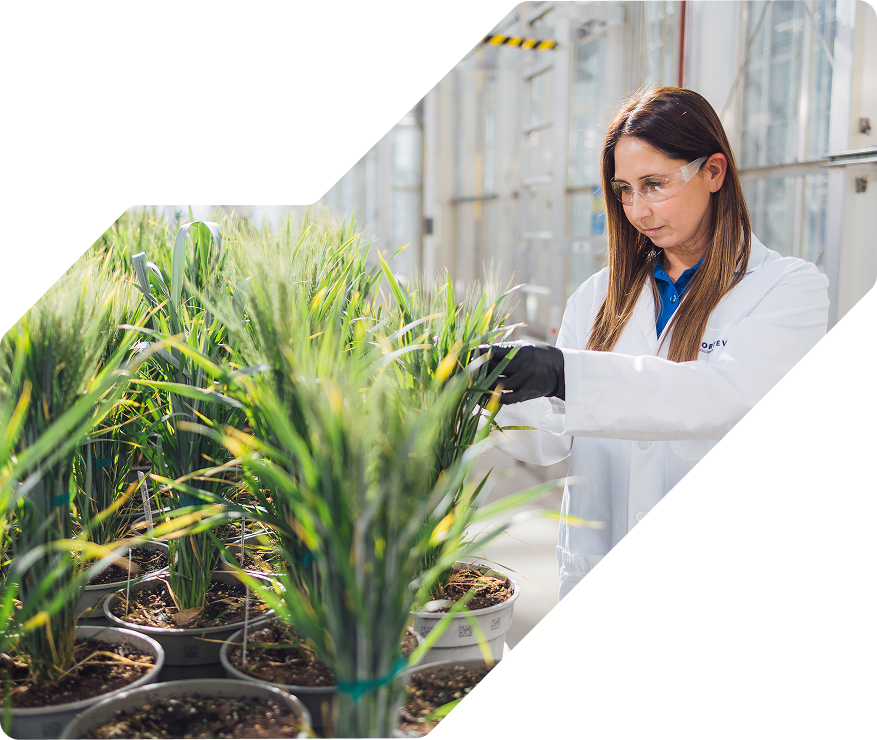 A female scientist in a white lab coat and safety glasses carefully examines potted green grain plants in a bright research greenhouse.