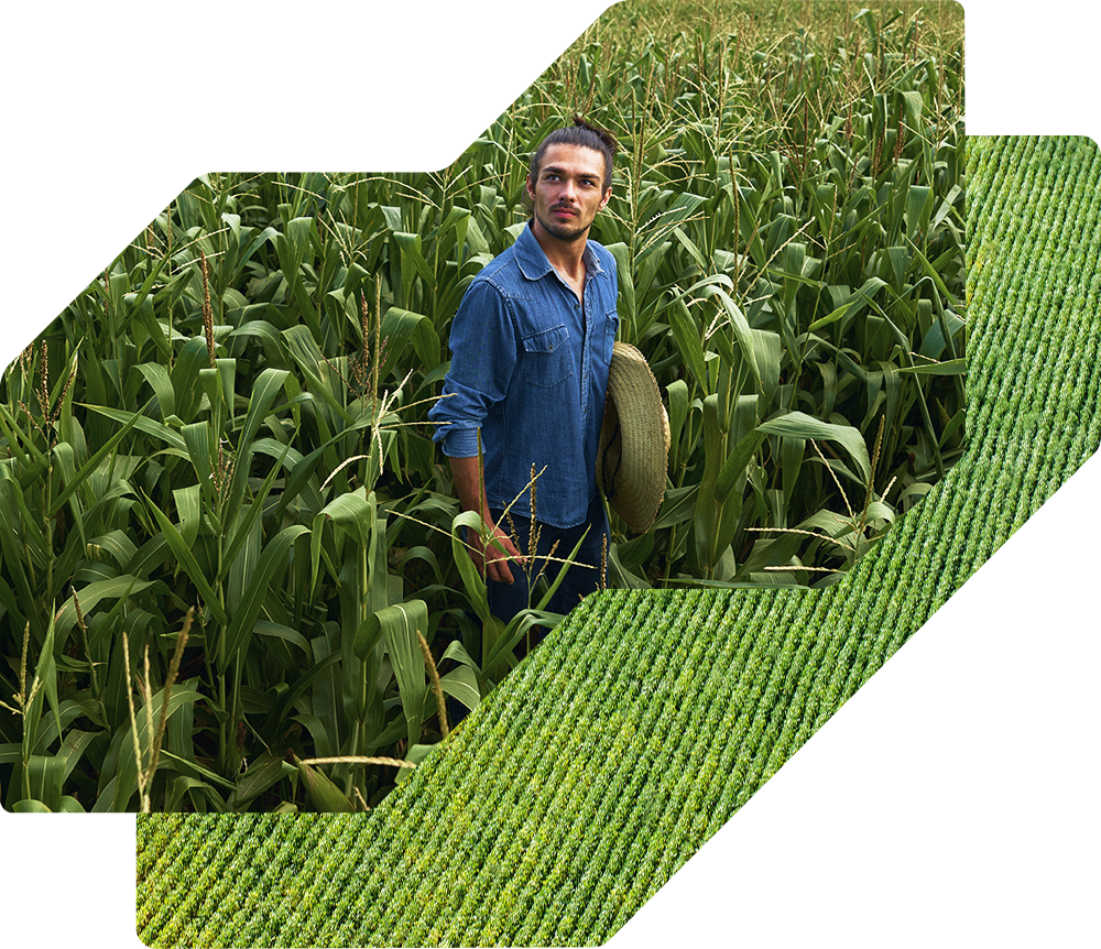 Farmer standing in the middle of a tall, green cornfield, holding a straw hat, with rolling hills and forests visible in the background.