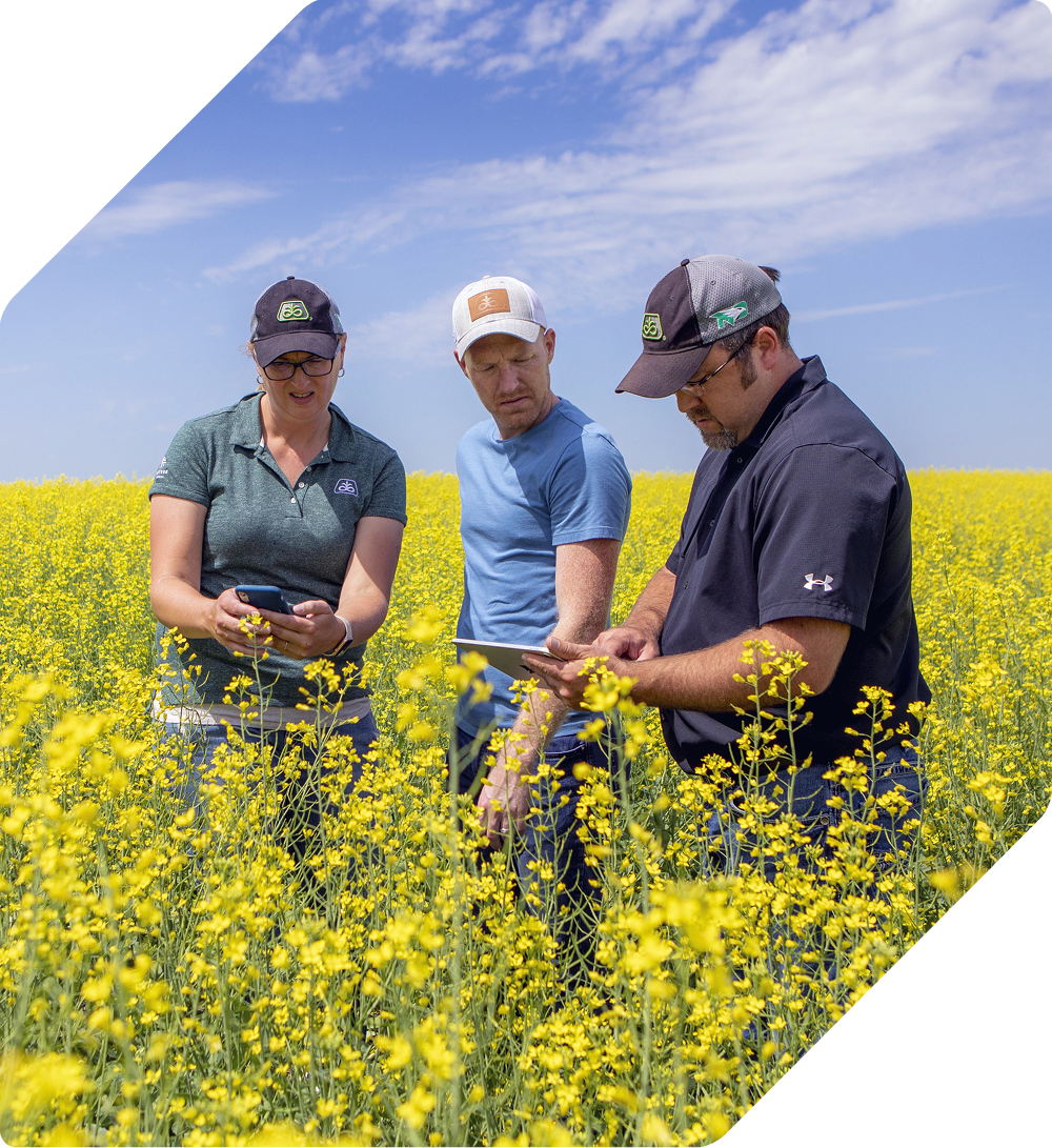 Three farmers standing in a flowering canola field reviewing information on their mobile devices.