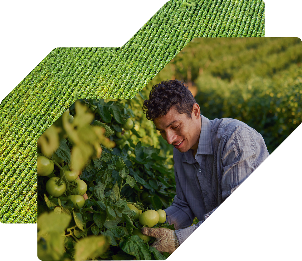A smiling male farmer in a grey shirt and work gloves harvests green tomatoes from lush vines.